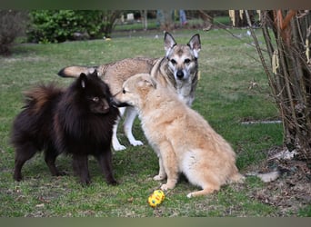 Armando- auf Pflegestelle PLZ 30938