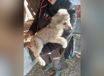 Armando - zuckersüß