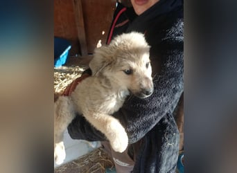 Armando - zuckersüß