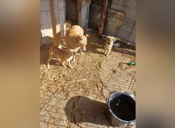 Armando - zuckersüß