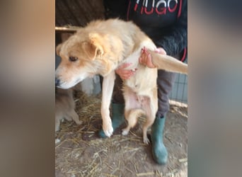 Millie fehlt eine Pfote