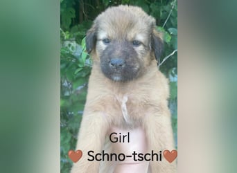7 Welpen und ihre Mama Was ist ein Hundeleben in Rumänien wert?Tot durch ertränken