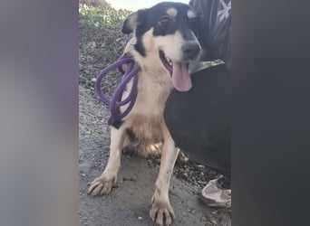 Belinda eine gutmütige sanfte Seele