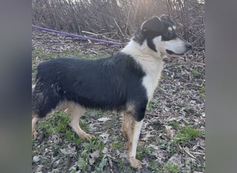 Belinda eine gutmütige sanfte Seele