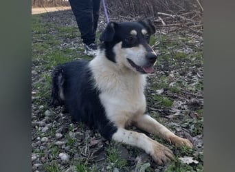 Belinda eine gutmütige sanfte Seele