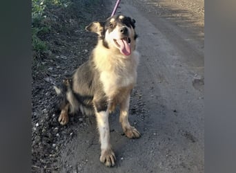 Belinda eine gutmütige sanfte Seele