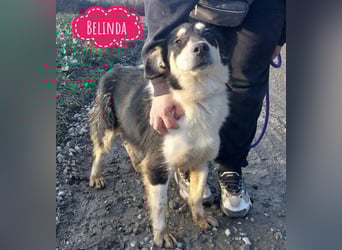 Belinda eine gutmütige sanfte Seele