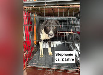 Stephanie - dem Tod entkommen