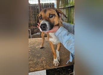 Rusty - sportlicher Typ