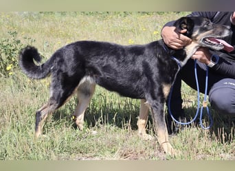 Typisch Treue Seele ♦️MIMI♦️ in der Cantinho da Milu 3/2025