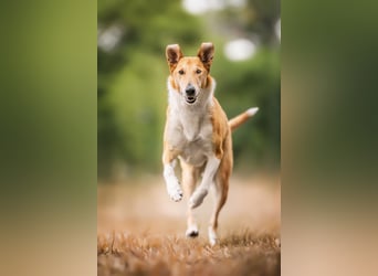 Wir haben Kurzhaarcollie-Welpen aus top Verpaarung!