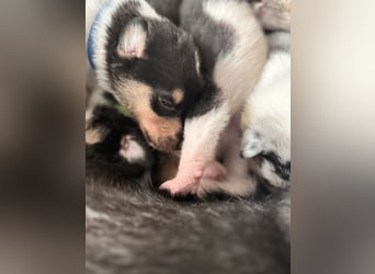 Kurzhaarcollies-unser lang ersehnter Wurf von Wolke&Eddy ist da!