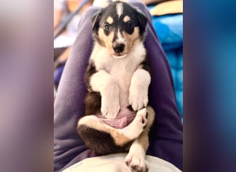 Kurzhaarcollies-unser lang ersehnter Wurf von Wolke&Eddy ist da!
