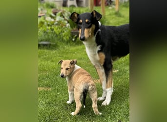 Wir haben Kurzhaarcollie-Welpen aus top Verpaarung!