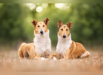 Wir haben Kurzhaarcollie-Welpen aus top Verpaarung!