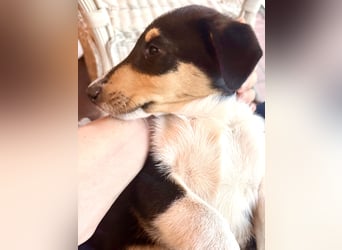 Kurzhaarcollies-. unser lang ersehnter Wurf von Wolke&Eddy ist da!