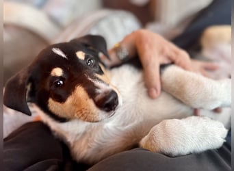Kurzhaarcollies-. unser lang ersehnter Wurf von Wolke&Eddy ist da!