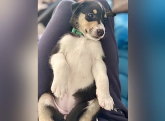 Kurzhaarcollies-unser lang ersehnter Wurf von Wolke&Eddy ist da!