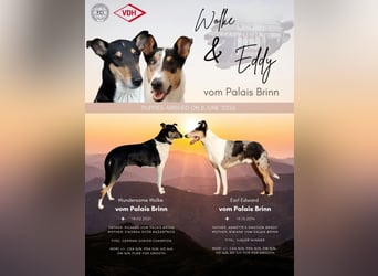 Kurzhaarcollies-unser lang ersehnter Wurf von Wolke&Eddy ist da!