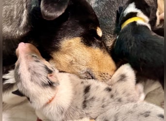 Kurzhaarcollies-unser lang ersehnter Wurf von Wolke&Eddy ist da!
