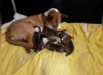 Wir haben Kurzhaarcollie-Welpen aus top Verpaarung!