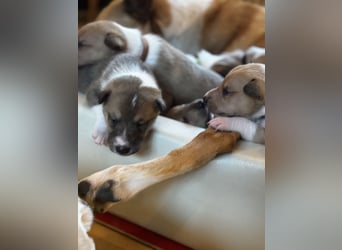 Wir haben Kurzhaarcollie-Welpen aus top Verpaarung!