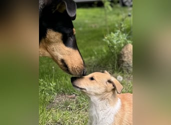 Wir haben Kurzhaarcollie-Welpen aus top Verpaarung!