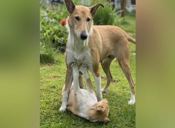 Wir haben Kurzhaarcollie-Welpen aus top Verpaarung!