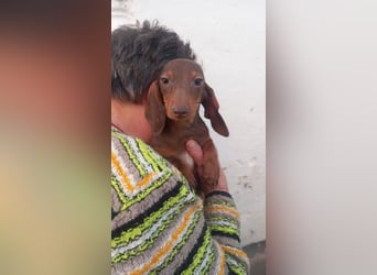 Avani PP– kleine Dackelin wartet auf ein warmes Körbchen