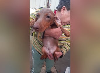 Alois PP– Kleiner Dackel würde gerne auf große Reise gehen