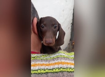 Andras PP– Kleiner Dackel würde gerne auf große Reise gehen