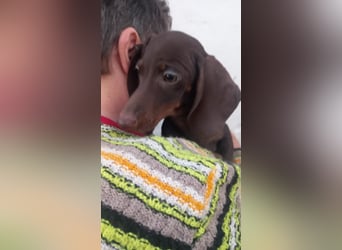 Andras PP– Kleiner Dackel würde gerne auf große Reise gehen