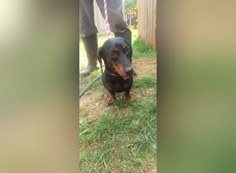 Charmanter Kurzhaardackel Notesz sucht neues Zuhause 