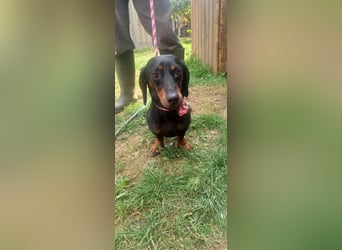 Charmanter Kurzhaardackel Notesz sucht neues Zuhause 