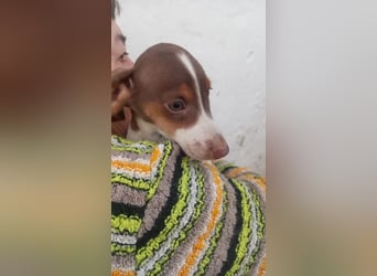 Alejandro PP– Kleiner Dackel würde gerne auf große Reise gehen