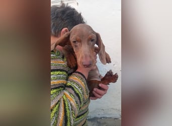 Alois PP– Kleiner Dackel würde gerne auf große Reise gehen