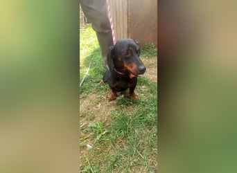 Charmanter Kurzhaardackel Notesz sucht neues Zuhause 