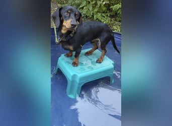 Sammy, Kurzhaardackel, Rüde, ca. 2 Jahre, ca. 30 cm - 76139 Karlsruhe -