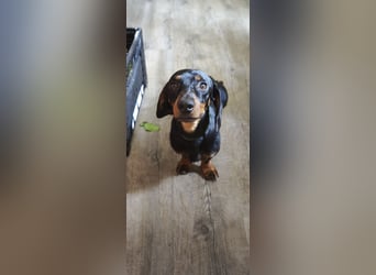 Sammy, Kurzhaardackel, Rüde, ca. 2 Jahre, ca. 30 cm - 76139 Karlsruhe -