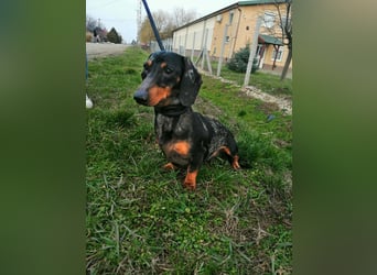 Szotyi, Kurzhaardackel, Rüde, geb. am 18.11.2021, ca. 30 cm