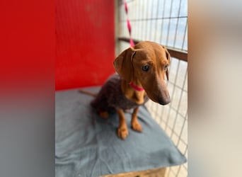 Isabella, Kurzhaardackel, Hündin, geb. am 10.10.2024, 30 cm