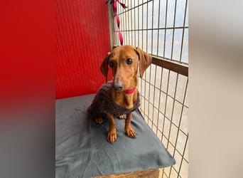 Isabella, Kurzhaardackel, Hündin, geb. am 10.10.2024, 30 cm