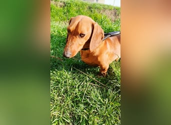 Waldi, Kurzhaardackel, Rüde, ca. 2 Jahre, ca. 30 cm