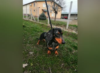 Szotyi, Kurzhaardackel, Rüde, geb. am 18.11.2021, ca. 30 cm