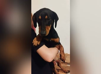 Peti, Kurzhaardackel, Rüde, geb. am 01.07.2023, ca. 30 cm