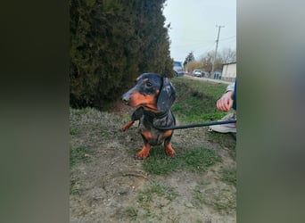 Szotyi, Kurzhaardackel, Rüde, geb. am 18.11.2021, ca. 30 cm