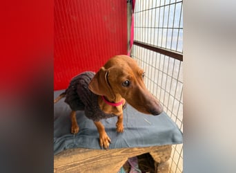 Isabella, Kurzhaardackel, Hündin, geb. am 10.10.2024, 30 cm