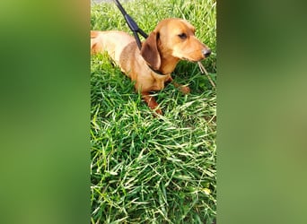 Lotte, Kurzhaardackel, Hündin, ca. 2 Jahre, ca. 30 cm