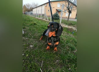 Szotyi, Kurzhaardackel, Rüde, geb. am 18.11.2021, ca. 30 cm