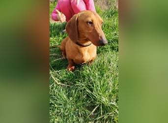 Waldi, Kurzhaardackel, Rüde, ca. 2 Jahre, ca. 30 cm